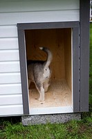 Alaskan Malamute puppy in kennel