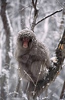 Japanese Macaque (Macaca fuscata). Shimokita, Japan