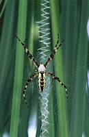 Garden Spider (Argiope aurantia), male spins zigzag on female´s web. South Carolina, USA