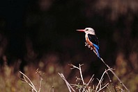 Gray-headed Kingfisher (Halcyon leucocephala). Samburu National Reserve, Kenya