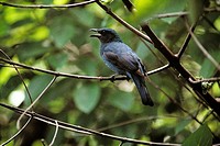 Asian Fairy Bluebird (Irena puella), female. Malaysia
