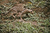 Margay (Leopardus wiedii). Mexico