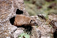 Rock Hyrax (Heterohyrax brucei). Lake Nakuru National Park, Kenya