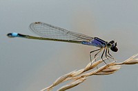 Blue-tailed damselfly chomps down on freshly caught prey