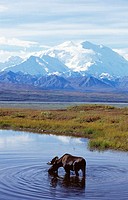 Moose (Alces alces), Mount McKinley, Denali National Park. Alaska, USA
