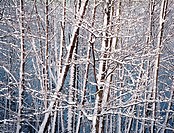 Snow on winter alder trees in the Samish Valley, Washington State, USA