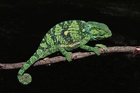 Flap-necked Chameleon (Chamaeleo dilepsis). Kenya