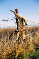 Dead coyote hanging from fence post. Kern County, California, USA