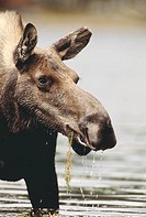 Moose (Alces alces), female. Georgetown Lake, Montana, USA