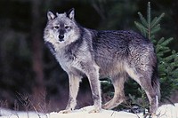 Wolf (Canis lupus). Montana, USA