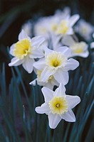 Daffodil (Narcissus ´Ice follies´)