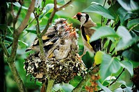Goldfinch (Carduelis carduelis) feeds his five fledglings at the nest