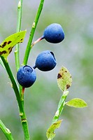 Bilberry or Blueberry (Vaccinium myrtillus) in woodland. Bavaria, Germany