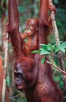 Bornean Orangutan (Pongo pygmaeus) with young on back. Borneo
