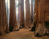 ´The Senate´ in Sequoia National Park. California, USA