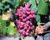 Rosé grapes