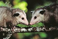 Opossum (Didelphis marsupialis). Coos Bay, Oregon, USA