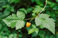 Salmonberry (Rubus spectabilis) in Hoh rainforest. Olympic National Park, Washington, USA