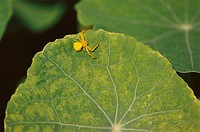 Crab spider basking on Nasturtium leaf. California, USA