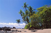 Coconut palms in San Josecito beach. Osa peninsula, Costa Rica