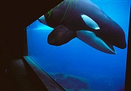 Killer Whale (Orcinus orca) -Keiko, the killer whale star of film ´Free Willy´-. Oregon Coast Aquarium, USA