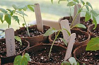 Tomato and tomatillo seedlings growing in peat pots into which they have been transplanted, labelled with stakes