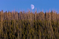 Moon rise over the hill in Yellowstone National Park, Wyoming, USA