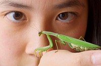 Fascinated by a praying mantis