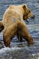Adult Grizzly Bear urinates into Brooks River - Alaska, USA