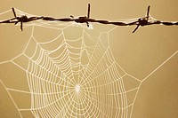 Spiderweb on a barbed wire