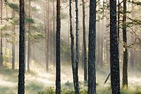 Early morning fog in a forest