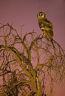 Giant Eagle Owl, Bubo lacteus, at dusk, Kgalagadi Transfrontier Park, Kalahari, South Africa