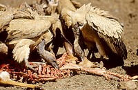 Whitebacked Vulture, Gys africanus, feeding on nyala, Mkuze Game Reserve, KwaZulu-Natal, South Africa