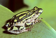 Painted Reed Frog, Hyperolius spp  Kwa-ZuluNatal, South Africa