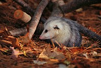 Opossum (Didelphis virginiana)