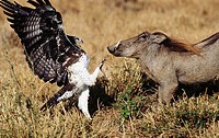 Martial Eagle (Polemaetus bellicosus) and Warthog (Phacochoerus aethiopicus). Masai Mara, Kenya
