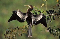 Snakebird (Anhinga anhinga). Pantanal, Brazil
