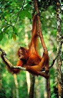 Bornean Orangutan (Pongo pygmaeus) in tree. Borneo