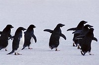 Adelie Penguin (Pygoscelis adeliae) running in snow. Antarctica