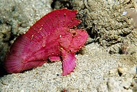 Leaf fish (Ablabys sp.). Sulawesi, Indonesia