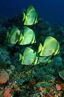 The bat fish ( platax orbicularis) spends its juvenile life alone but is seen in shoals as it matures