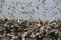 Gulls over rubbish tip. Bahrain