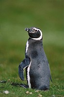 Magellanic Penguin (Spheniscus magellanicus). Carcass Island, Falkland Islands, UK