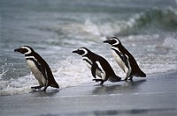 Magellanic Penguin (Spheniscus magellanicus) on beach. Falkland Islands, UK