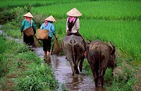 Women with water buffaloes, Binh Lu, Lai Chau Province, Vietnam