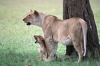 Lioness (Panthera leo) with yawning cub. Masai Mara, Kenya