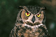 Great Horned Owl (Bubo virginianus)