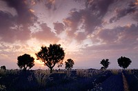 Walnut trees in Lavender field at sunset, (Lavandula), Plateau de Valensole, Puimoisson, Provence, France
