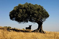 Old oak on a hill and bull silhouette, typical advertising of Spanish sherry Osborne. Spain