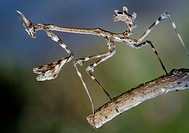 Mantis (Empusa pennata) nymph